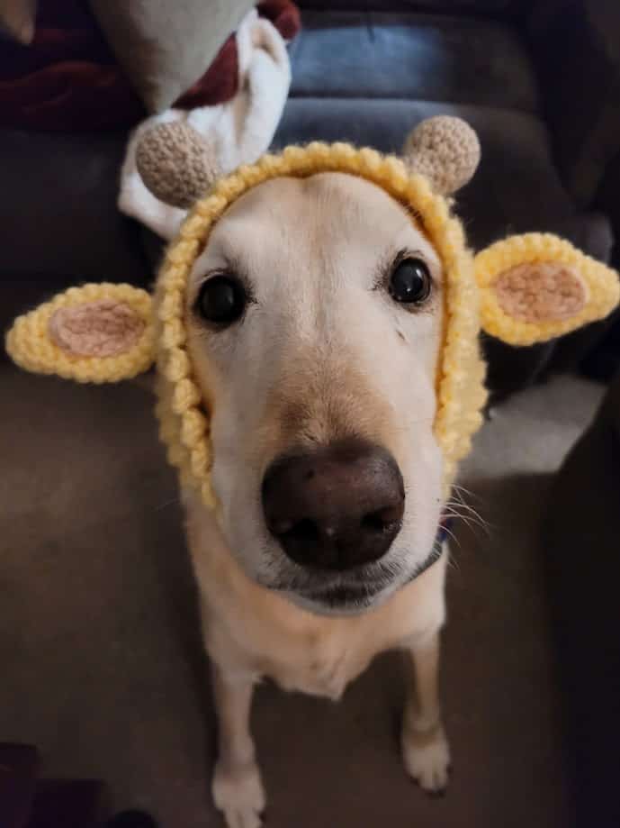 Giraffe Dog Snood